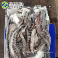 Sea frozen Peru giant squid,squid tentacle